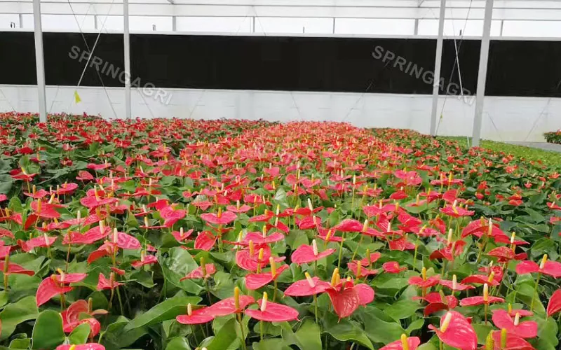 Сатуға арналған мультиspan Anthurium жылыжайы